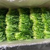 국내산 쌈채소 쌈배추 500g 내외 Domestic Ssam Vegetable Ssam Baechu