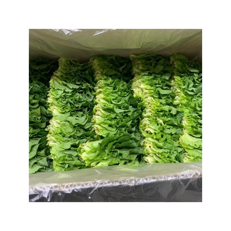 국내산 쌈채소 쌈배추 500g 내외 Domestic Ssam Vegetable Ssam Baechu
