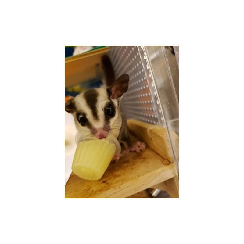 Breeder's Farm Rich Protein Jelly Eggs (For Breeding Insects, Mongas,