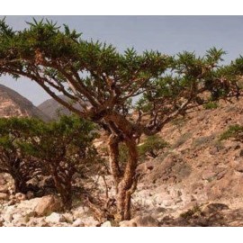 AWAD Frankincense (Olibanum) Pure Essential Oil - 100 ML + Free Carrier Oil 10 ML