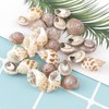 MQWDGJ Shells, 100 Pieces 1-3 cm Shells Decoration, Shells for