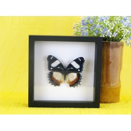 asiahouse24 A Real Exotic Prepared Butterfly Papilion Mormon in Black Picture Frame Wall Picture Display Case Entomology Taxidermy
