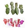 FOLIAGEMS No Root Plant cuttings from USKC (Thanksgiving Cactus cuttings