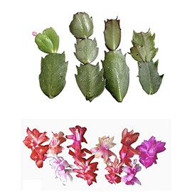 FOLIAGEMS No Root Plant cuttings from USKC (Thanksgiving Cactus cuttings 4pcs Random Color)
