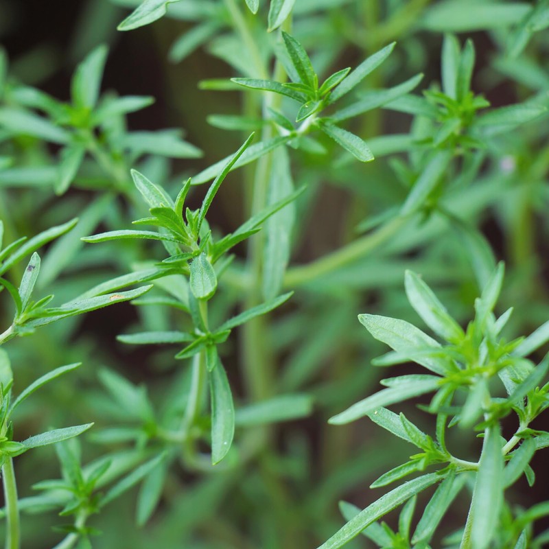 Birch & Meadow Savory, Cut & Sifted, Aromatic Herb (2.9