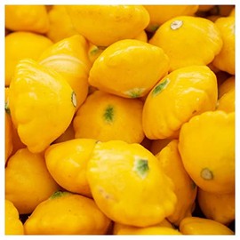 Everwilde Farms - 1 Lb Organic Scallop Yellow Bush Summer Squash Seeds - Gold Vault Packet