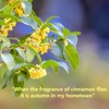 Hee Creek Osmanthus Fragrans Herb Loose Leaf Tea Dried Osmanthus