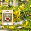 Ausha Senna Tea - 20 Bags | Laxative for Constipation
