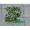 Red 10 Beautiful APTENIA Cordifolia, RED APPLE succulent, BABY SUNROSE,