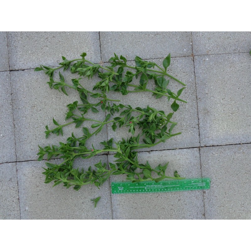 Red 10 Beautiful APTENIA Cordifolia, RED APPLE succulent, BABY SUNROSE,