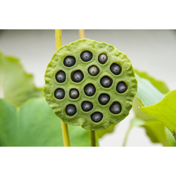 10 Lotus Seeds for Planting - Grow in a Bowl, Koi Pond, Outdoor Pond - Popular Indoor Aquatic Bonsai