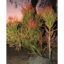 9 cuttings Pencil Cactus Euphorbia Tirucalli Sticks on Fire Succulent Cuttings