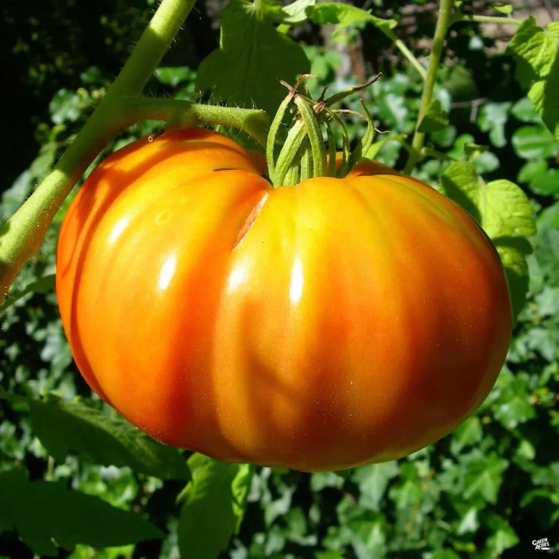 Southeast Seeds Kellogg's Breakfast Tomato Seeds, NON-GMO, Orange Beefsteak, Heirloom,