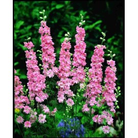 Toadstool Seeds 50 Salmon Delphinium Seeds Perennial Garden Flower Bloom Seed Flowers 750 USA