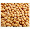 Chickpeas Seeds, Garbanzo Bean Seeds - 30+ Seeds