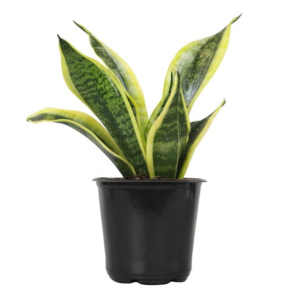 Plants for Pets Live Snake Plant, Sansevieria trifasciata Superba, Fully