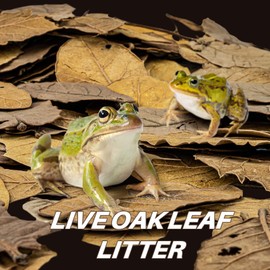 MAQIHAN 4.9 OZ Dry Oak Leaf Litter - Leaf Litter for Reptiles Leaf Litter Oak Leaves Leaf Litter for Isopods Substrate Leaf Live Oak Leaf for Snakes; Frogs; Isopods; Terrarium Bedding