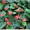 Hawaiian Red Anthurium Plant 6-10 Inches in a 2" Pot