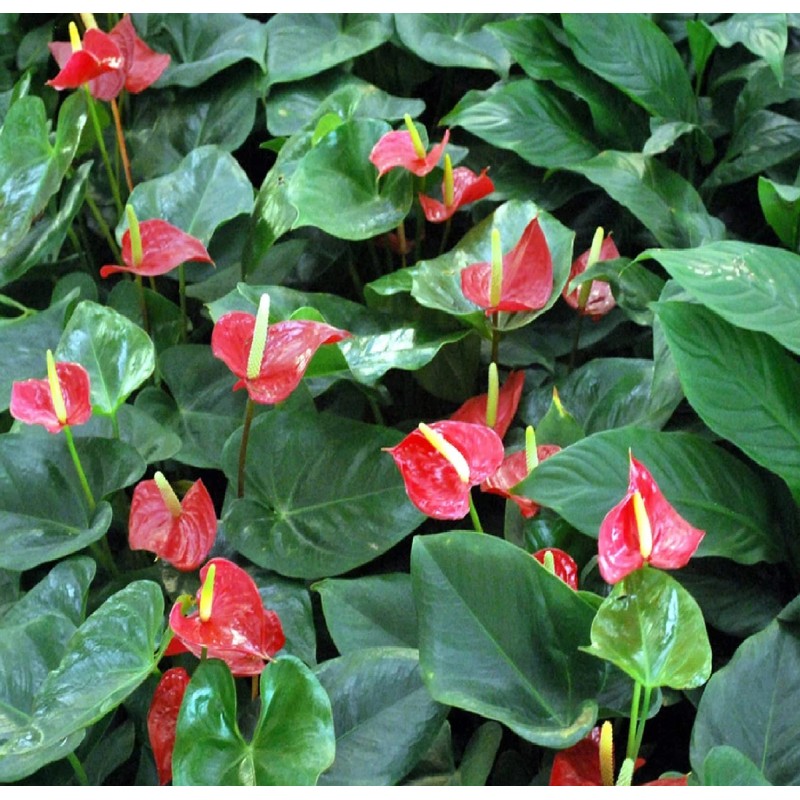 Hawaiian Red Anthurium Plant 6-10 Inches in a 2" Pot