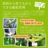 Toothpaste, Green Tea Plus, 1 Bottle, Prevents Dental Cavities, Bad