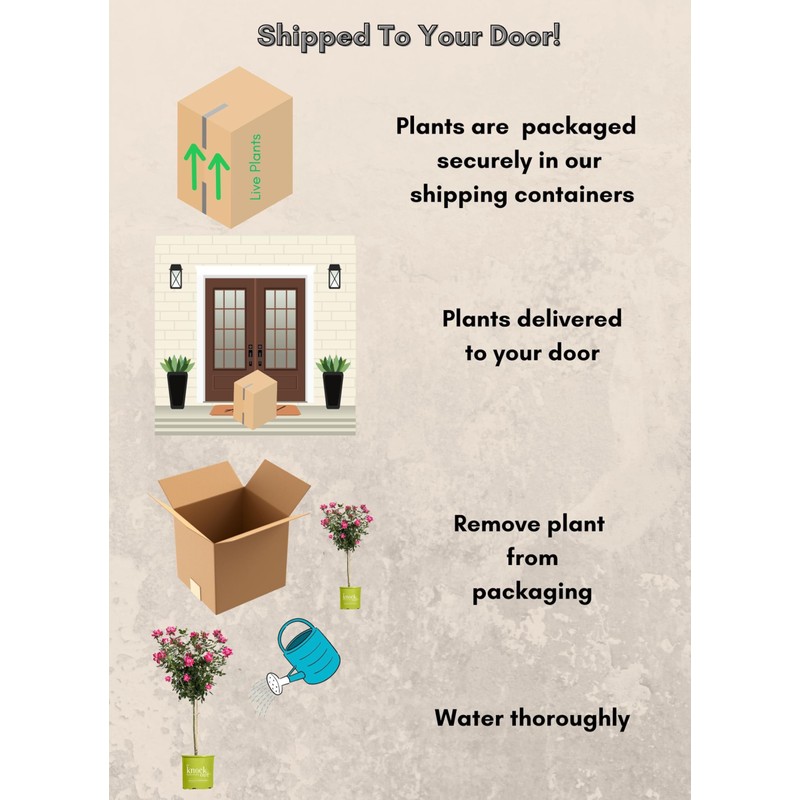 3 Gallon The Double Knock Out Tree® Rose Plant with