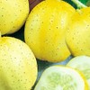 50 Lemon Cucumber Seeds | Non-GMO | Heirloom | Fresh