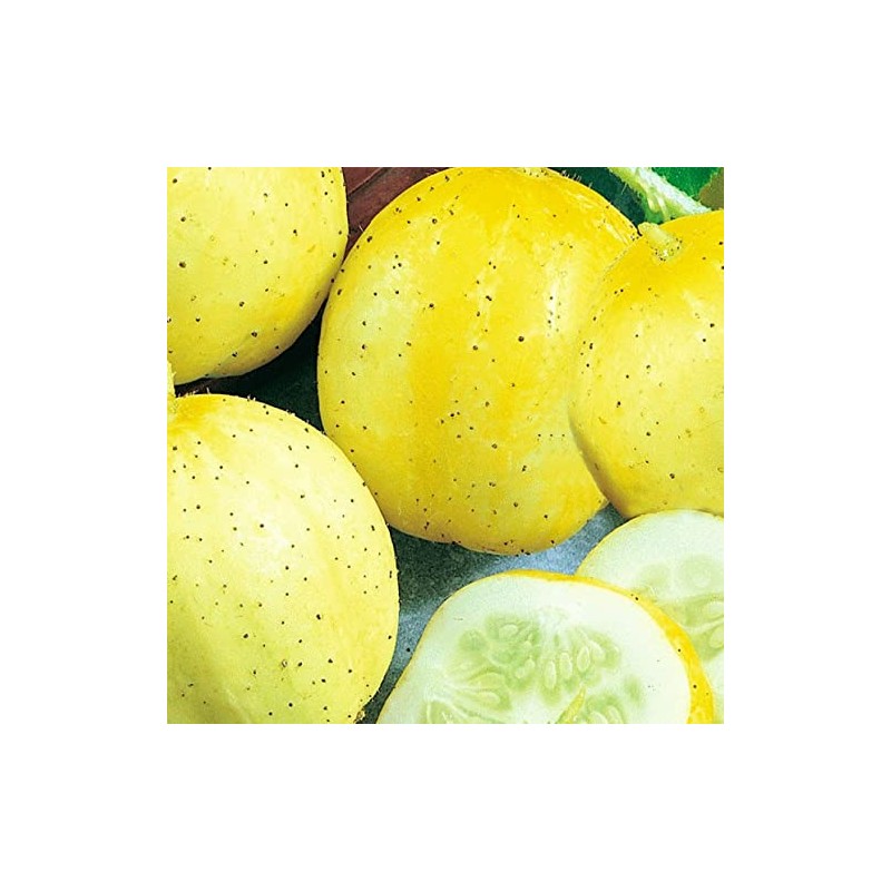 50 Lemon Cucumber Seeds | Non-GMO | Heirloom | Fresh