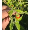 Aji Amarillo Heirloom Pepper Seeds - 10 Seeds - Non-GMO