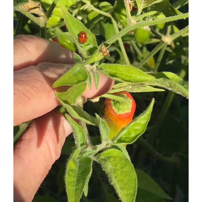 Aji Amarillo Heirloom Pepper Seeds - 10 Seeds - Non-GMO