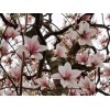 Tree Saucer Magnolia Tree/Shrub - 6-12" Tall - Live Plant