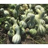 TomorrowSeeds - Green Striped Cushaw Seeds - 60+ Count -