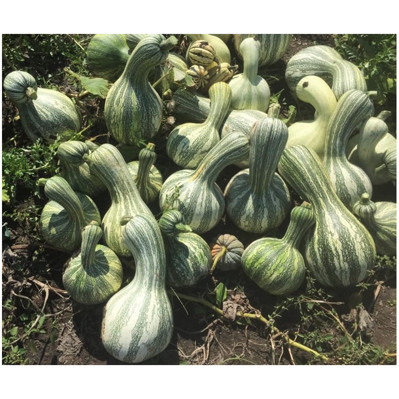 TomorrowSeeds - Green Striped Cushaw Seeds - 60+ Count -
