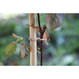 Tierra Garden 50-3030 Tie020101 8 m Woody Slim Soft Tie, 26.3