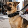 Collar de perro Táctico, Collar de Perro de Nailon Militar
