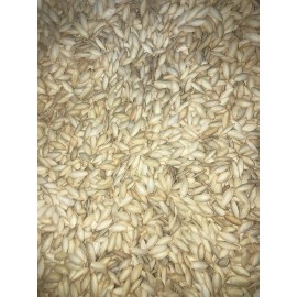 Lady Nail PUMPKIN SEEDS IN SHELL ROASTED UNSALTED Fresh Guarantee 2 POUNDS👍