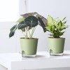 Homeuouz Set of 3 Self Watering Pots - 6 Inch