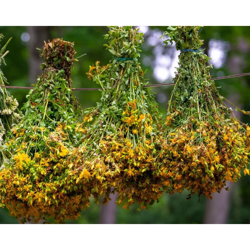 St. John's Wort (Hypericum perforatum), 2 oz (57 grams), Wild-Harvested
