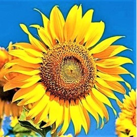 Seeds Skyscrapper Organic Sunflower Seeds 10 Seeds NON-GMO BUY 4 GET FREE SHIPPING