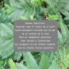 Crema De Tepezcohuite Fórmula Natural Regeneración Cutánea