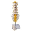 Sacrum Lumbar Spine Modelo