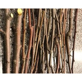 Apple Sticks Organic Non-GMO Pet Chew Toys for Rabbits Chinchilla Guinea Pigs (7 Ounces)