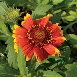 Todd's Seeds Perennial Gaillardia Seed Packet - 2g