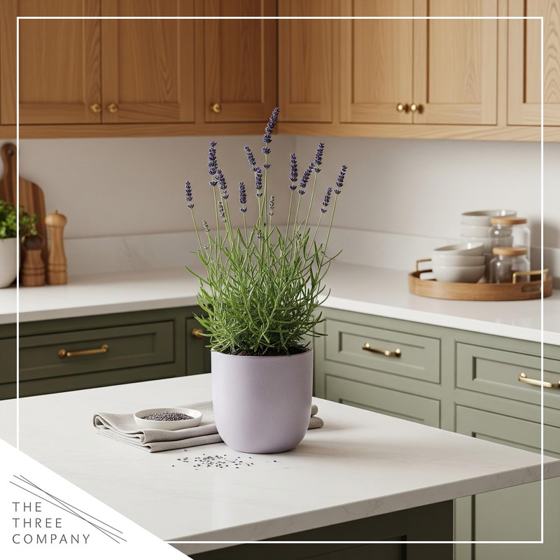 Live Aromatic and Edible Herb - Lavender (4 Per Pack),