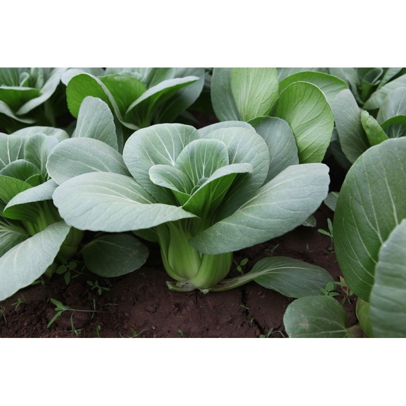 ATLAS Brassica -Atlas Crisp