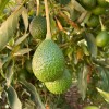 Tyler Farms 4 Lamb Hass Avocado Seeds | USA Grown | Non GMO, naturally grown