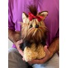 Memorable Pets Yorkie Puppy Companion