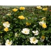 Easy Bee-zy™ Knock Out® Rose - Live Plant - (1