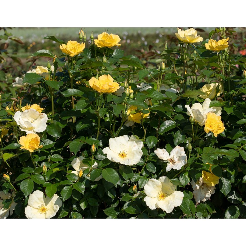 Easy Bee-zy™ Knock Out® Rose - Live Plant - (1