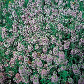 Park Seed Easy DIY Planting Sow Effortless Collection Seed Discs, Organic Winter Thyme, (Set of 3)