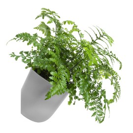 QUVIO Wall Mounted Flower Pots - Indoor Flower Pots - Outdoor Flower Pots - Indoor Flower Pots - Plastic Flower Pots - Diameter 15 cm - Grey